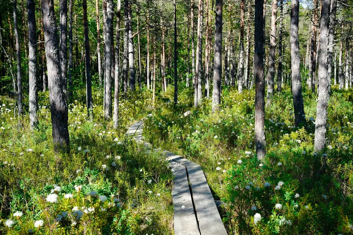 Wunderschöner Pfad im Wald von Estland Ein wunderschöner Pfad in Estland der durch den Wald führt.